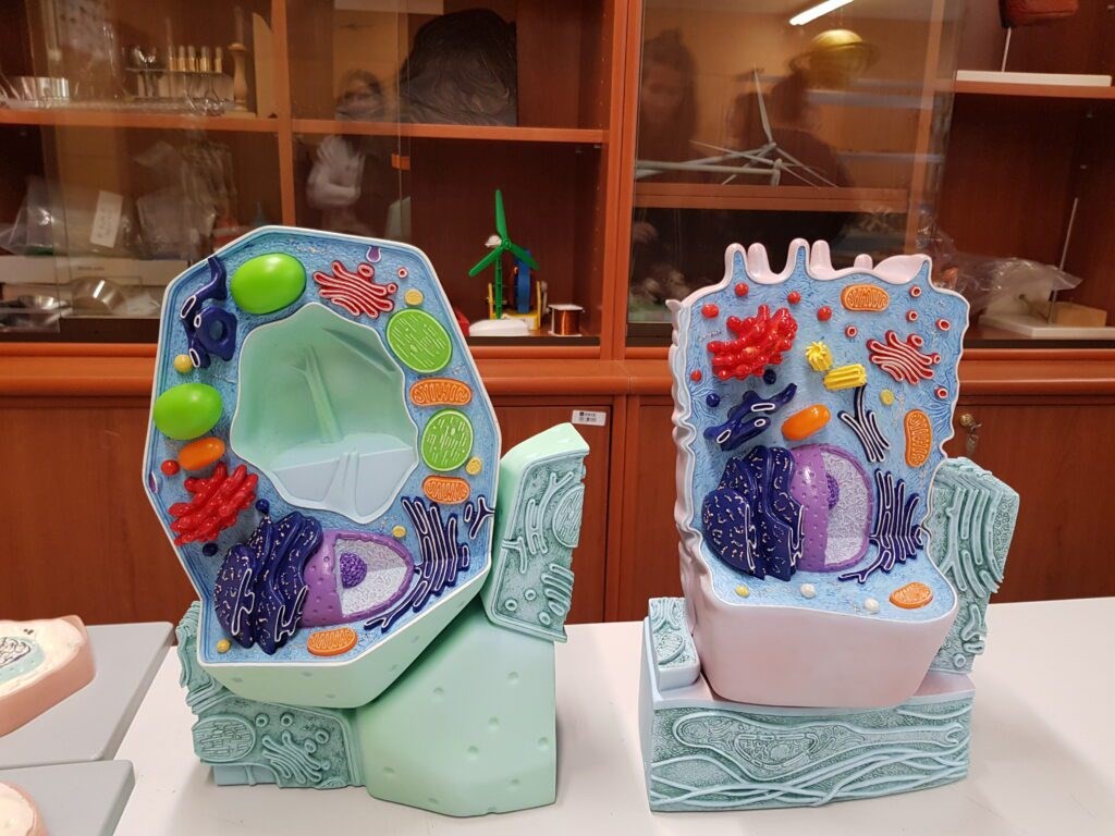 Illustration 4 3D model of a cell